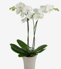 WHITE DOUBLE ORCHID