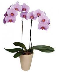 DPOUBLE PINK ORCHID