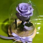 FOREVER ROSE “PURPLE-LILAC”